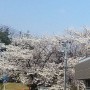 桜は満開、春本番